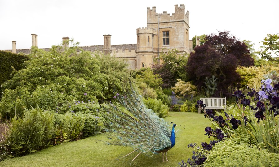 A peacock walks through the gardens of Sudeley Castle